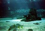 W oceanarium